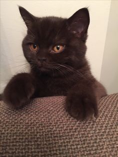 a black cat sitting on top of a couch looking at the camera with one paw up