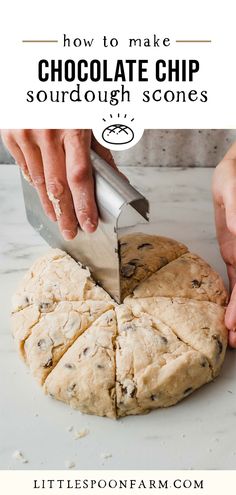 someone cutting into a chocolate chip sourdough scones