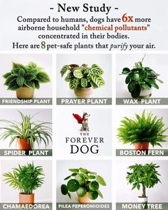 an advertisement for a houseplant company with pictures of plants in pots and the words, new study