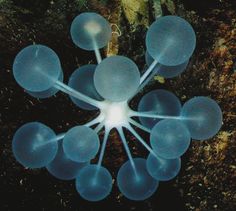 an overhead view of several blue bubbles in the water