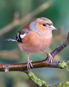 a small bird perched on top of a tree branch