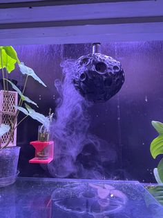 some plants are growing in small pots on a shelf next to a water faucet