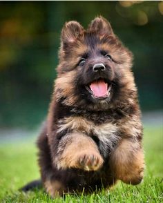 a brown and black puppy running in the grass with it's tongue hanging out