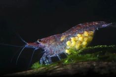 a close up of a shrimp on a plant