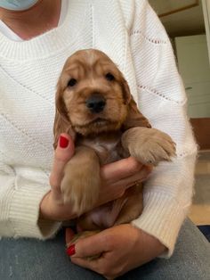 a woman holding a puppy in her arms