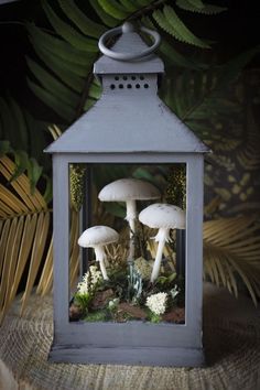 three white mushrooms in a glass box on top of a wooden table next to plants