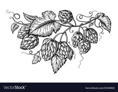 hops and leaves on a branch with swirls hand drawn illustration in black and white