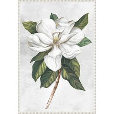 a white flower with green leaves on a gray and white background, framed in an ornate frame