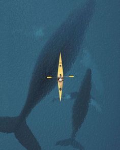 an aerial view of a yellow kayak in the water with a large shark behind it