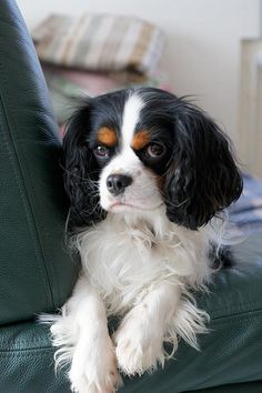 a black and white dog sitting on top of a green couch