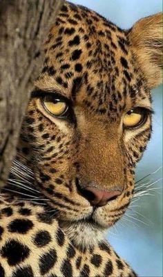 a close up of a leopard next to a tree