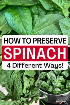 spinach is an easy way to preserve spinach leaves