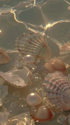 several seashells are floating in the water