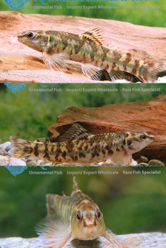 three different types of fish swimming in an aquarium