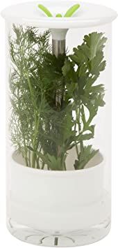 a plant in a glass container on a white background