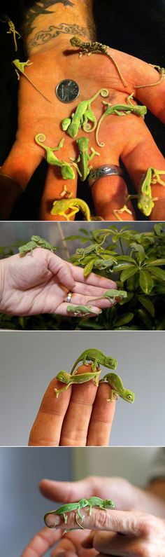 four different pictures of hands with green and orange nail polishes on their fingertipss