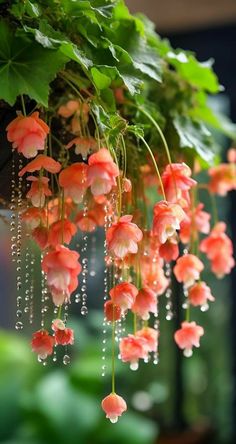 pink flowers hanging from the side of a green plant with drops of water on them