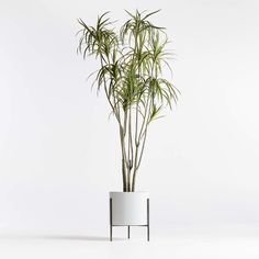 a tall plant in a white pot on a stand with no one around it,