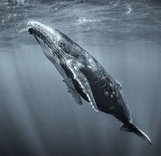 a humpback whale swims under the water in this black and white photo