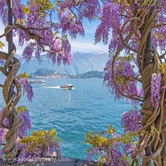 purple flowers are growing on the side of a body of water with a boat in the distance