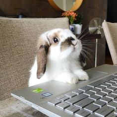 a rabbit sitting on top of a laptop computer