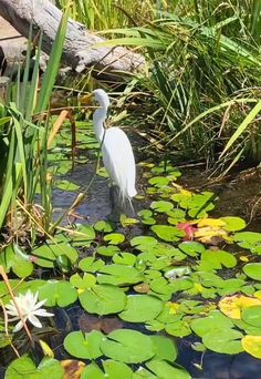 a white bird standing in the water next to lily pads