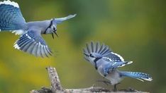 two blue and white birds flying next to each other on a tree branch in the forest