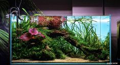 an aquarium with plants and flowers in it