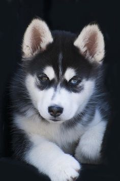 a black and white puppy with blue eyes