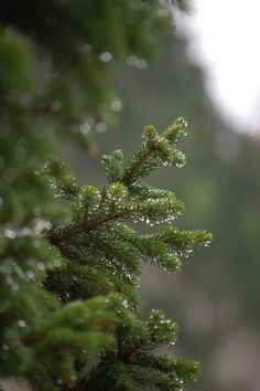 a pine tree branch with water droplets on the leaves and branches in the foreground