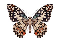 an orange and black butterfly on a white background