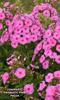 pink flowers are blooming in the garden