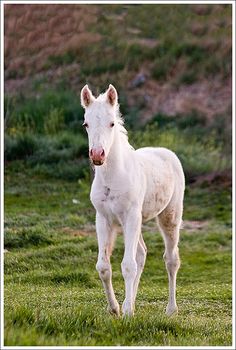 a white horse standing on top of a lush green field