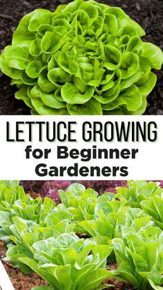 Lettuce Growing for Beginner Gardeners. Leafy lettuce growing in the garden. How To Grow Romaine Lettuce, Grow Bags Gardening Vegetables, Lettuce Greenhouse, Lettuce Gardening, Plant Lettuce, Harvest Lettuce, Romaine Lettuce Growing, Lettuce Growing, Growing Lettuce Indoors