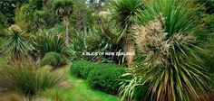 a lush green garden with lots of trees and plants