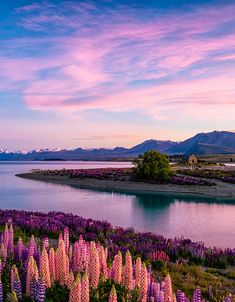 purple flowers are blooming in the foreground with mountains and water in the background