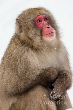 a monkey sitting in the snow with its arms crossed and looking at something behind it