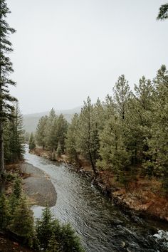 a river running through a forest filled with trees