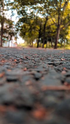 the ground is covered with small rocks and trees are in the backgrouund