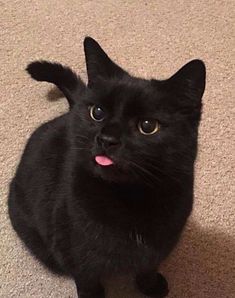 a black cat sitting on the floor with its tongue hanging out