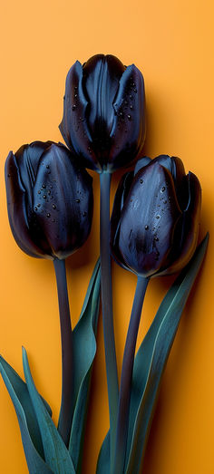 three black tulips with water droplets on them against an orange background and green leaves