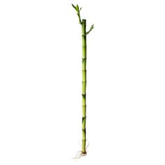 DRACAENA Plant, Lucky bamboo. Dracaena Sanderiana, Pachira Aquatica, Dracaena Plant, Desk Plants, Ficus Elastica, Artificial Potted Plants, Lucky Bamboo, Aquarium Design, Easy Care Plants