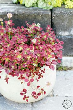 a potted plant with pink flowers on the ground in front of some stone steps