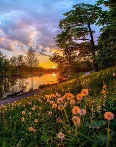 the sun is setting over a lake with dandelions in the foreground and trees on the other side