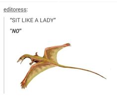 an image of a bird flying in the sky with caption that reads,'sit like a lady no '