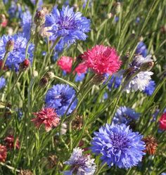 some blue and red flowers in the grass