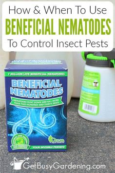 a box of beneficial nematoes next to a container of pests