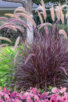 purple flowers and grass in front of a house