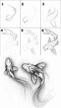 how to draw koi fish step by step