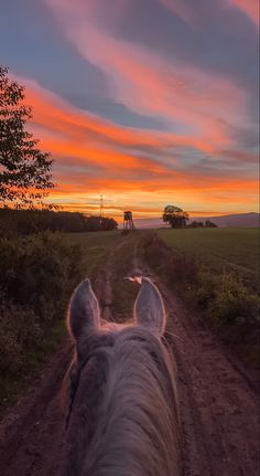 the back end of a horse's head as it walks down a dirt road